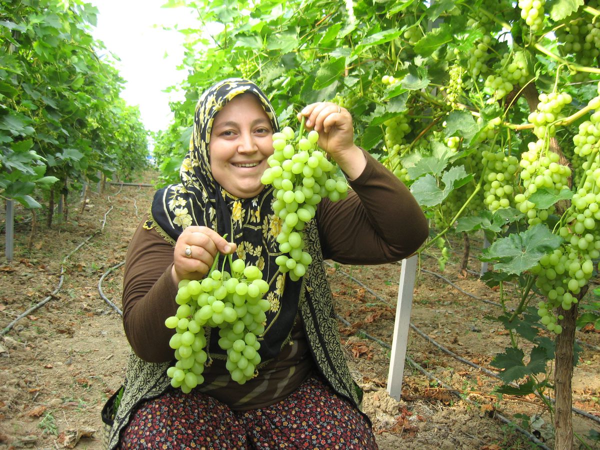 Serada Üzüm Hasadı Başladı