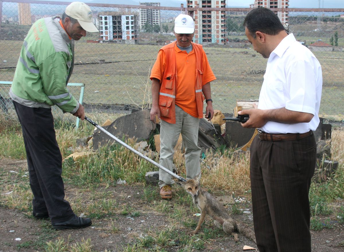 Yavru Tilki Tedavi Altına Alındı