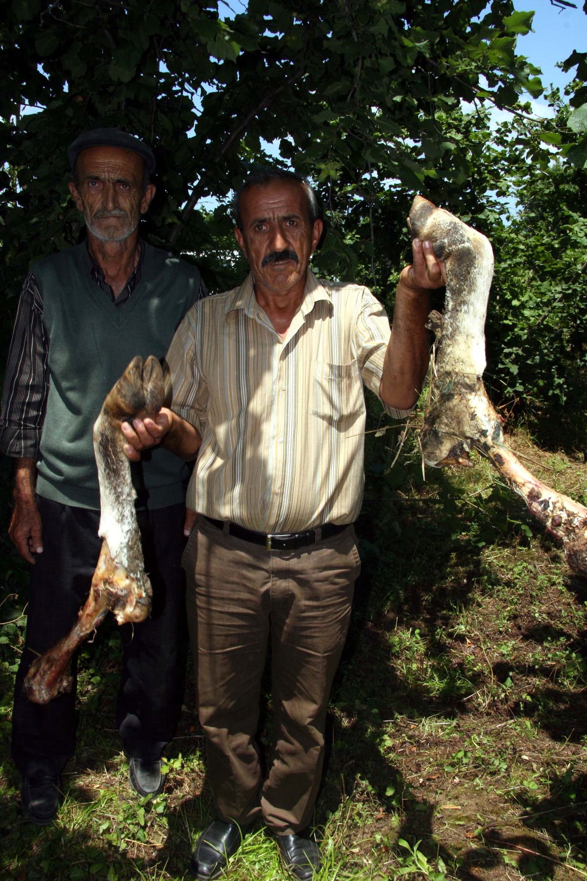 Düzce'de Hayvan Hırsızlığı