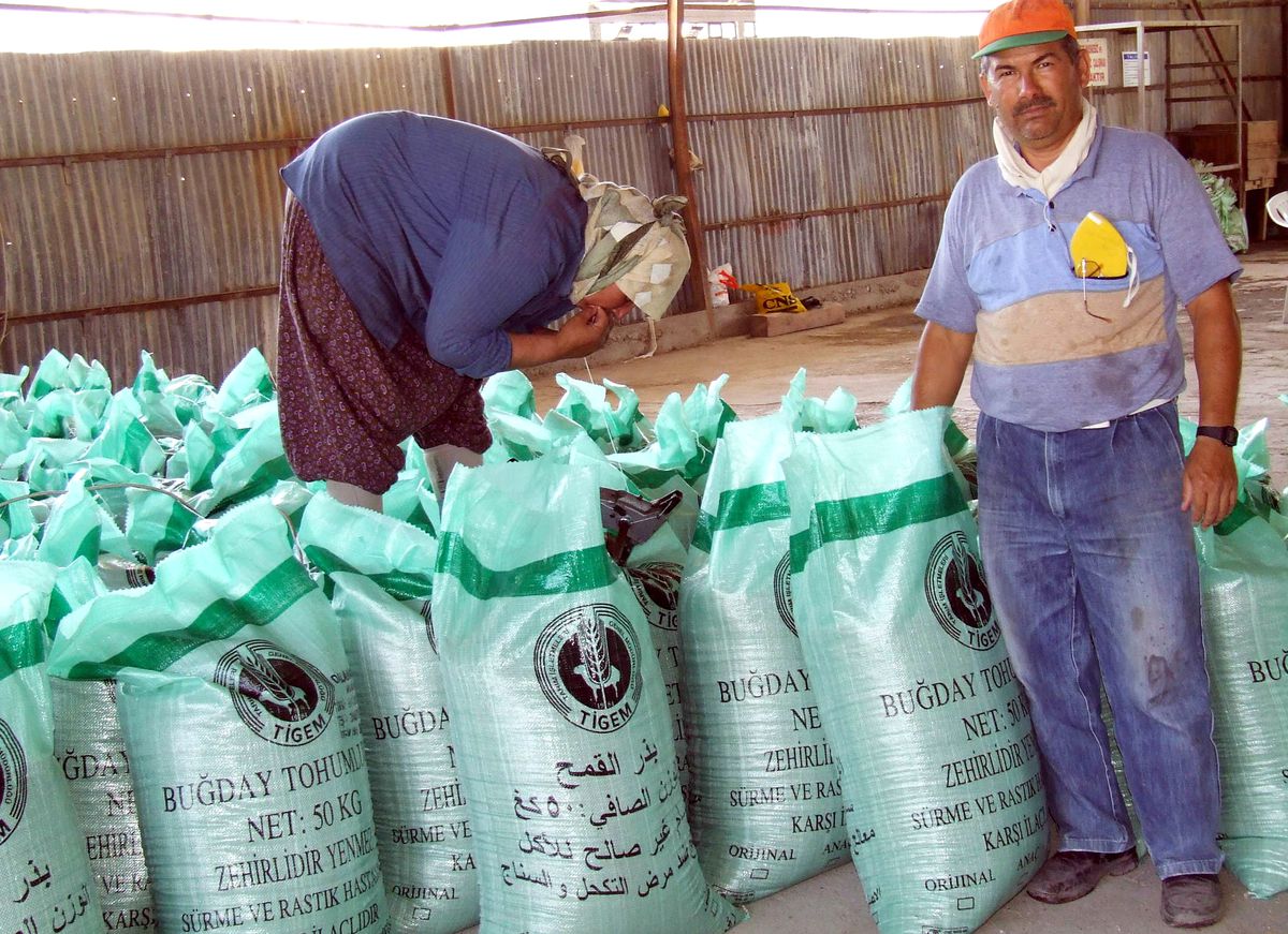 Tigem'den Sudan'a 900 Ton Tohumluk Buğday