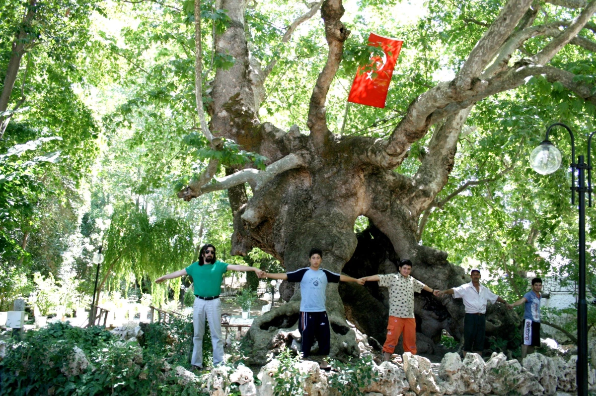 Anıt Çınar 800 Yıllık Tarihin Tanığı