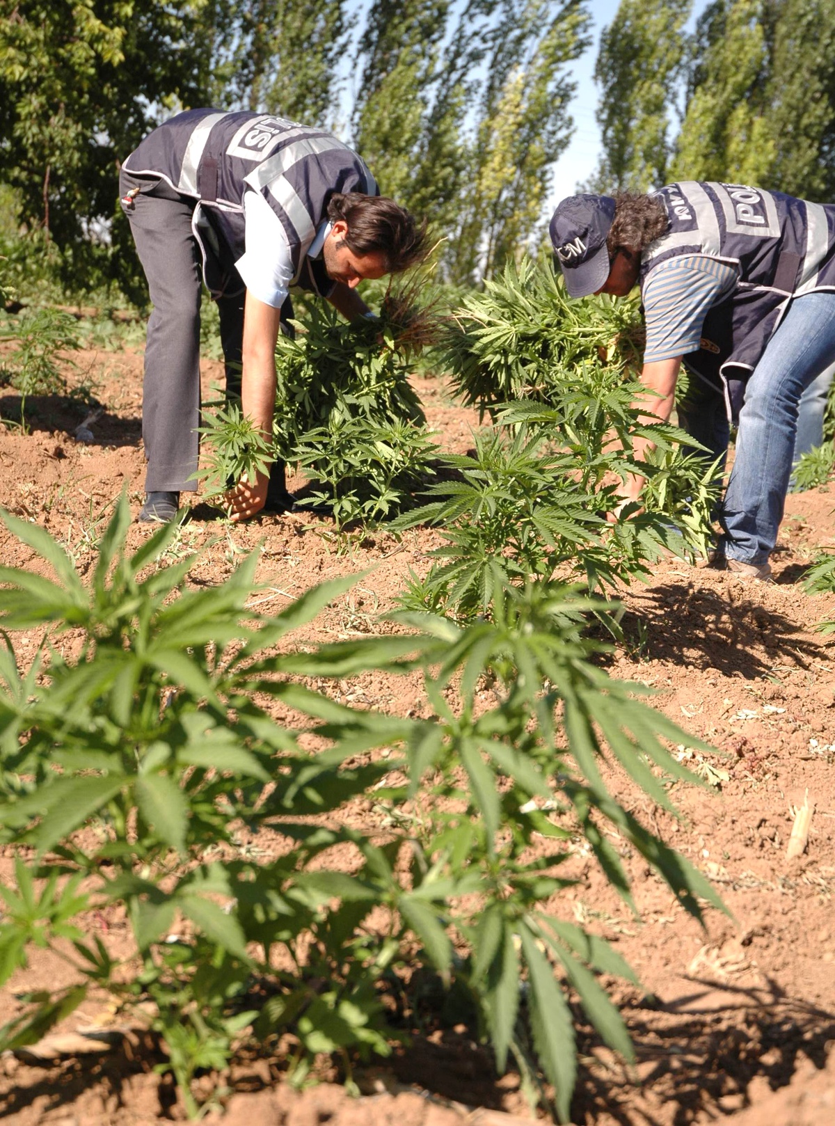 Bahçeye Hint Keneviri Ekti Başına Bekçi Dikti