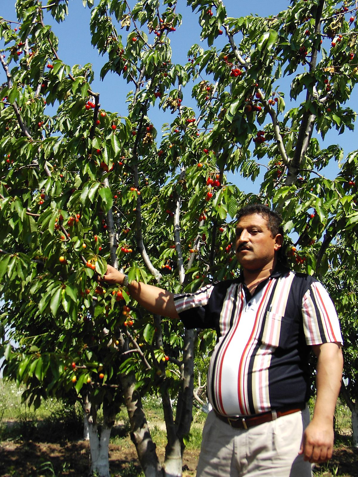 Ceyhan'da Meyvecilik Gelişiyor