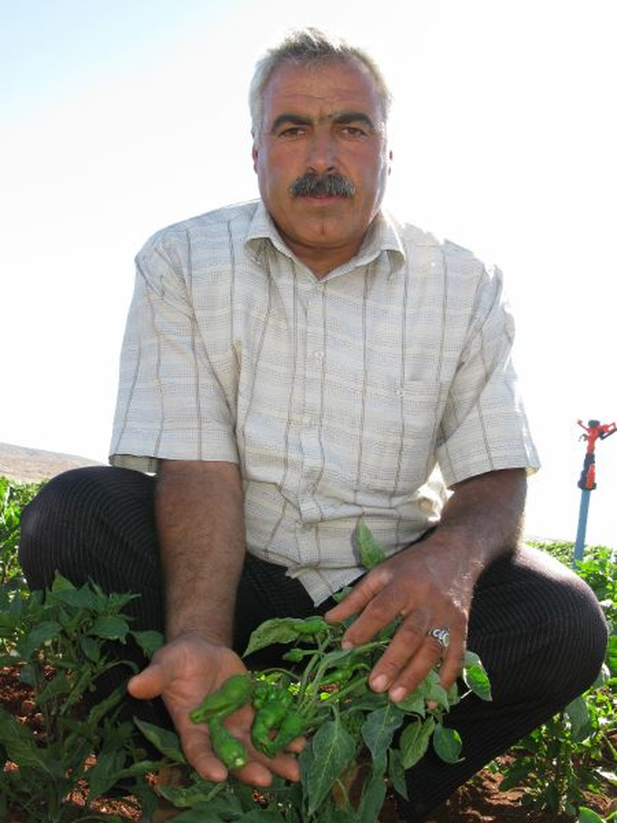 Arabanlı Çiftçi Maraş Biberini Bir Ay Erken Yetiştirdi
