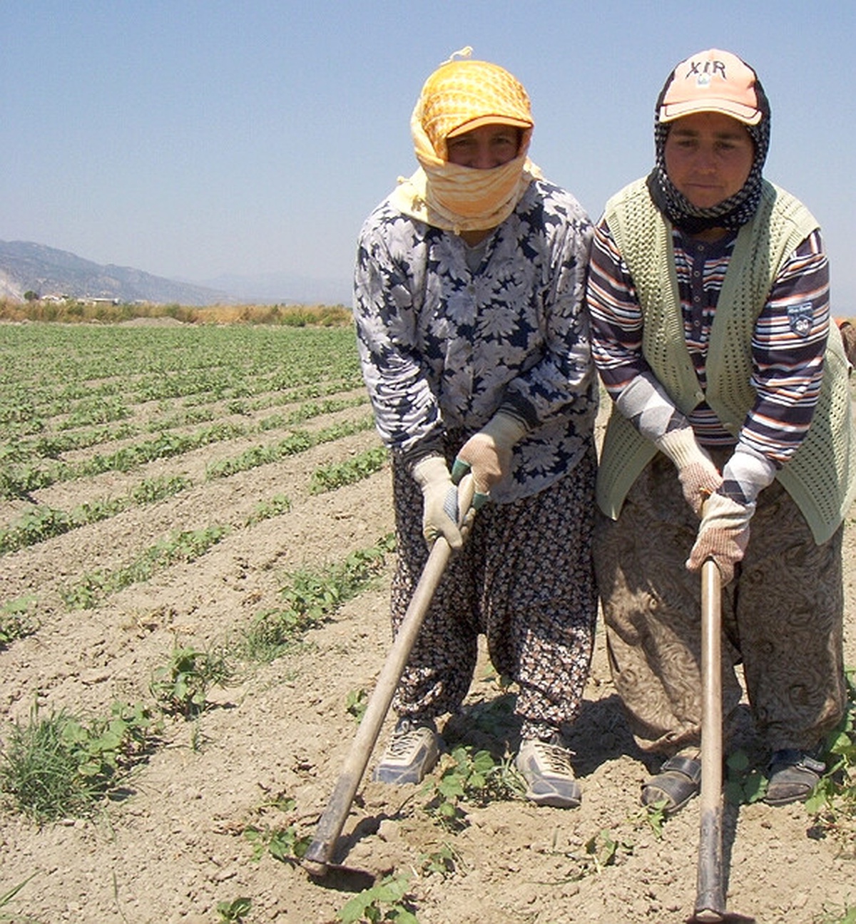 Aydınlı Kadınların 45 Derece Sıcakta Ekmek Mücadelesdi Ekmek Parası İçin Zor Şartlarda Çalışan Bayanlar Günlük Çalıştıkları ile Bir Kilo Et Alamıyorlar