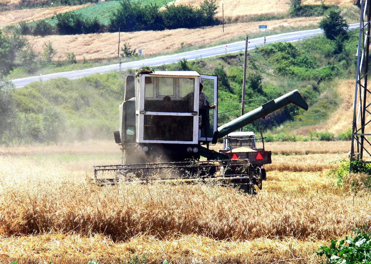 Bafra Ovası'nda Hububat Hasadı Erken Başladı