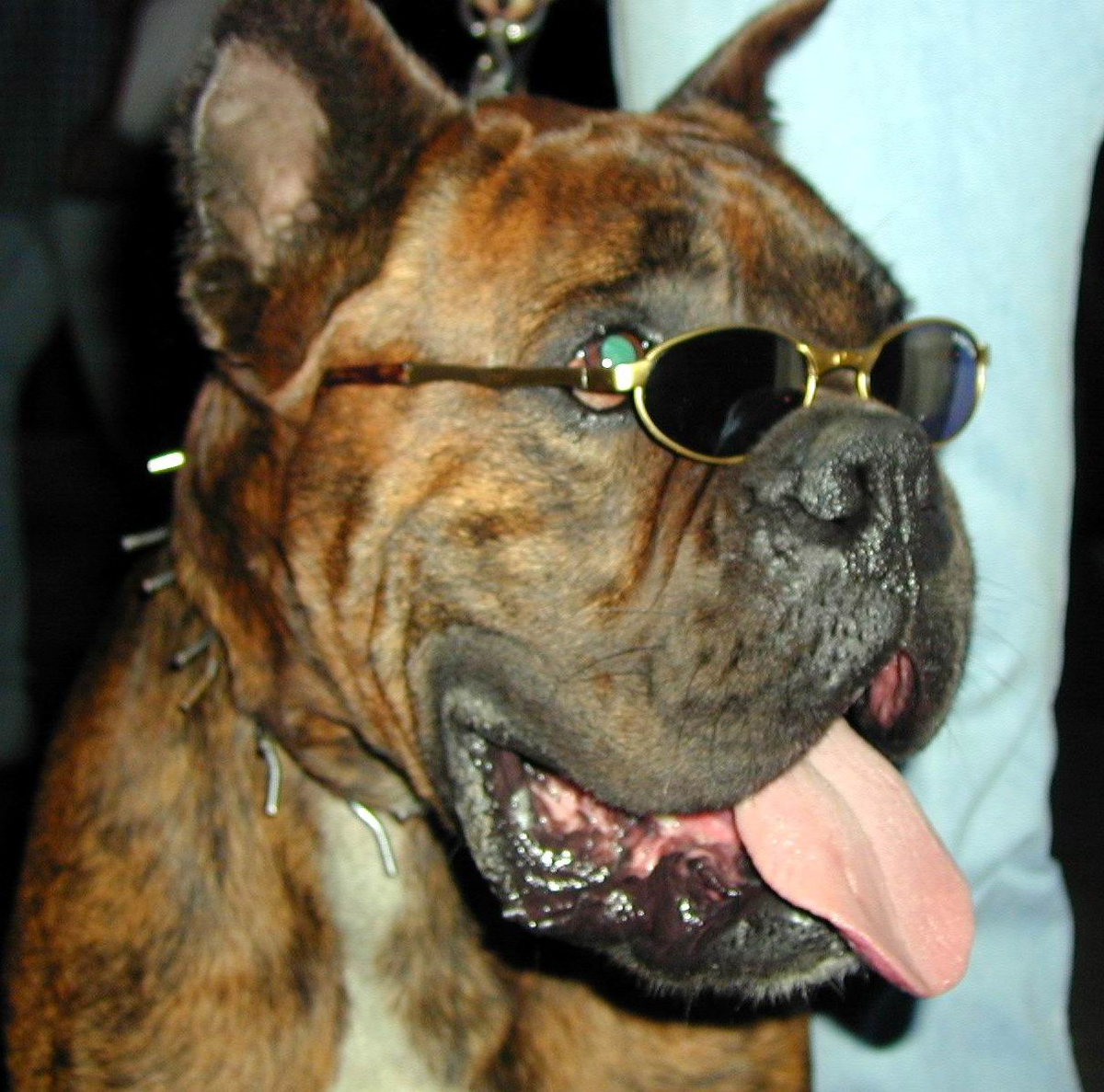 Pitbull Gezdirene 3 Bin YTL Ceza