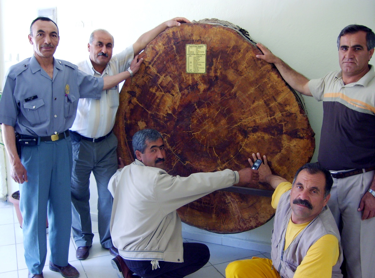 550 Yıllık Karaçam Görenleri Şaşırtıyor