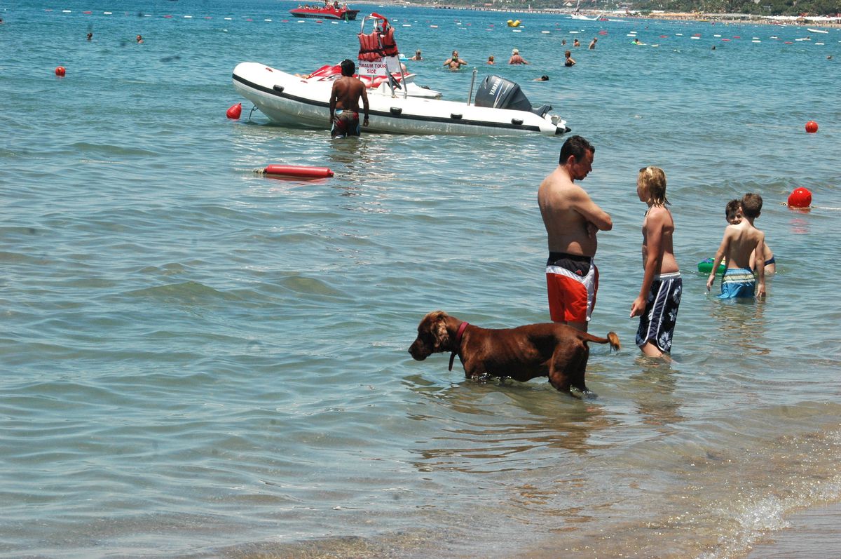 Didim'de Sıcak Hava Hayvanları da Bunalttı