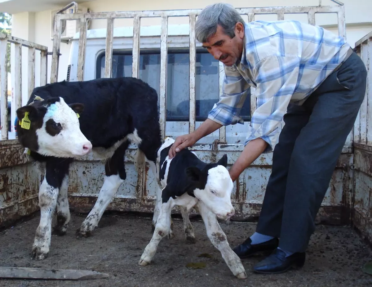 Erken Doğan Minik Buzağı Hayata Tutunmaya Çalışıyor