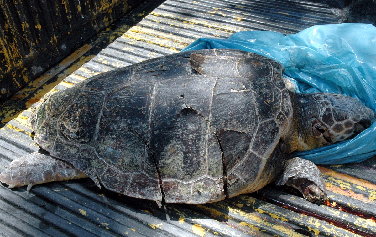 Kemer Sahilinde Caretta Caretta Ölüsü