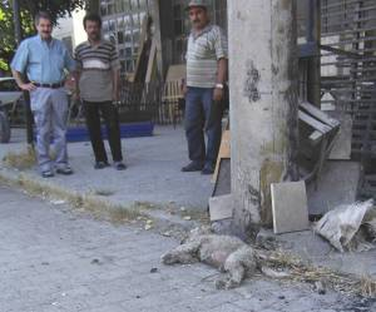 M. Kemalpaşa'da Köpek Katliamı