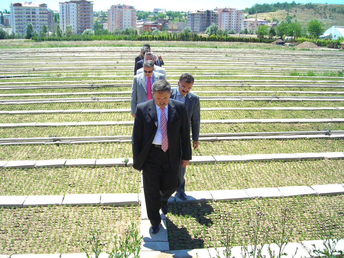 Sivas'ta 10 Yıl Sonrasının Ağaç Yatırımı Yapıyor