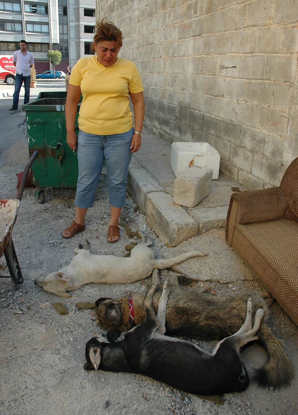 İzmir'de Köpek Katliamı