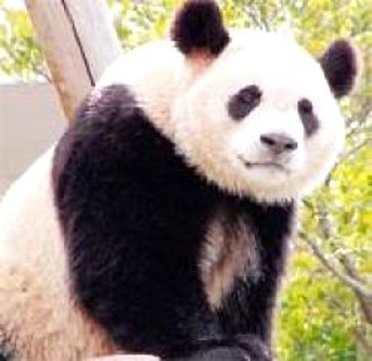Deprem Mağduru Panda İkiz Doğurdu