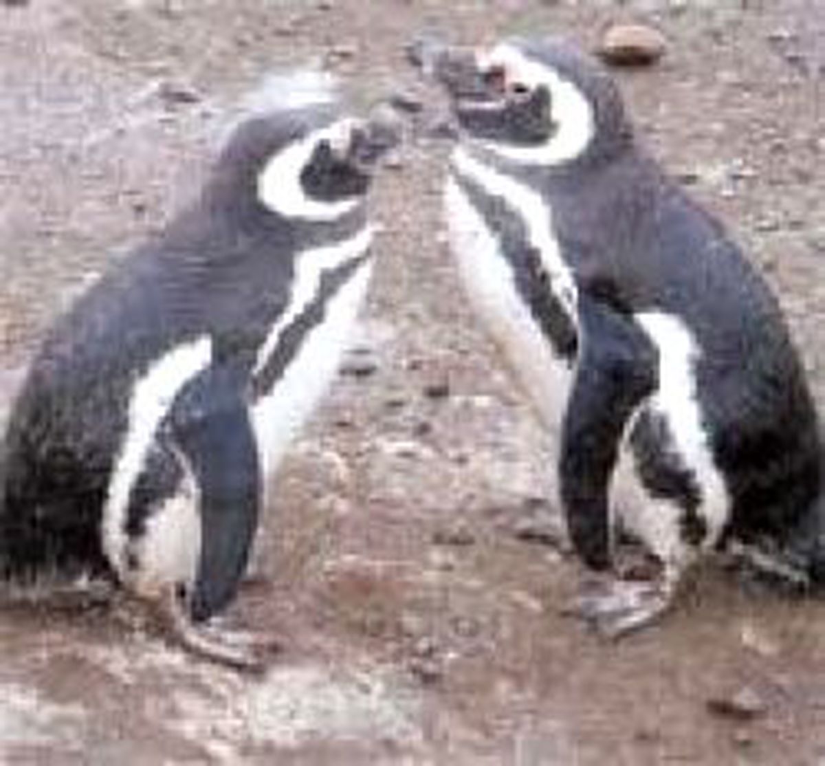 Yüzlerce Yavru Penguen Ölüsü