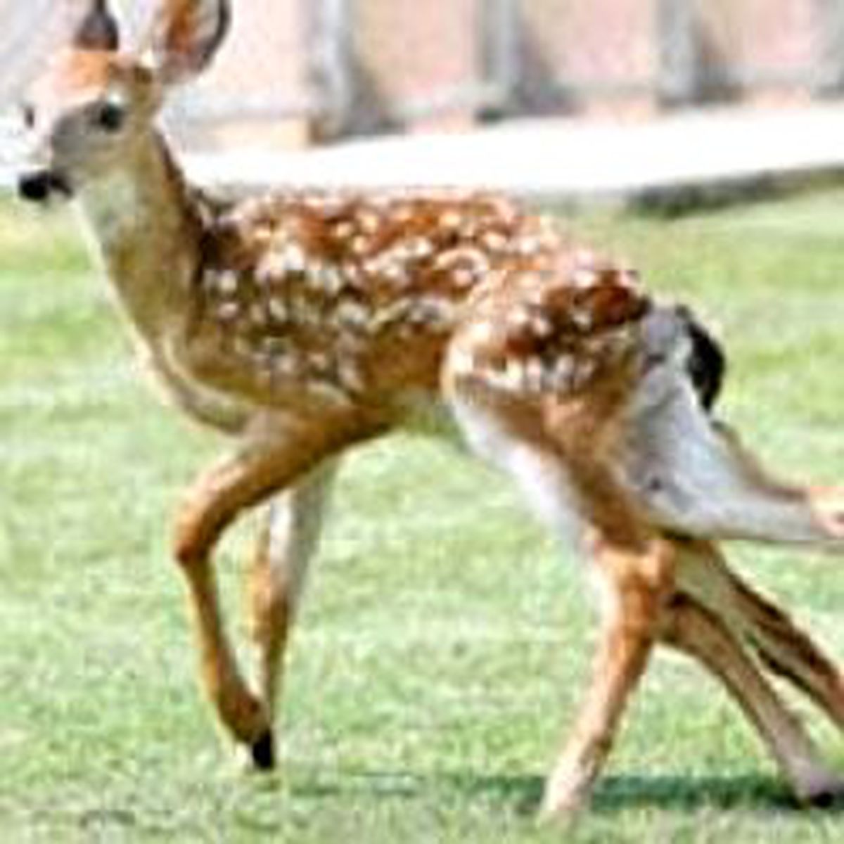 Yedek Bacaklı Geyik