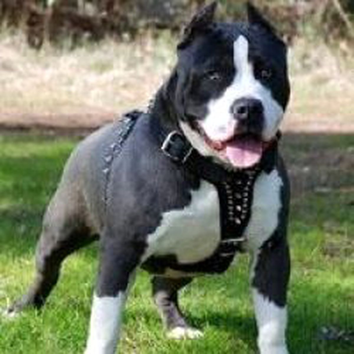 Çocuk Pitbullu Isırarak Kurtuldu