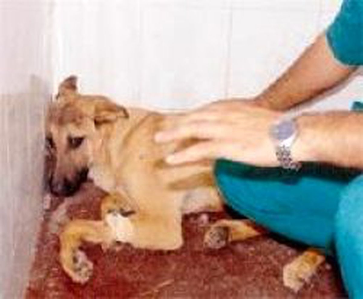 Şiddete Uğrayan Sokak Köpeği Depresyona Girdi
