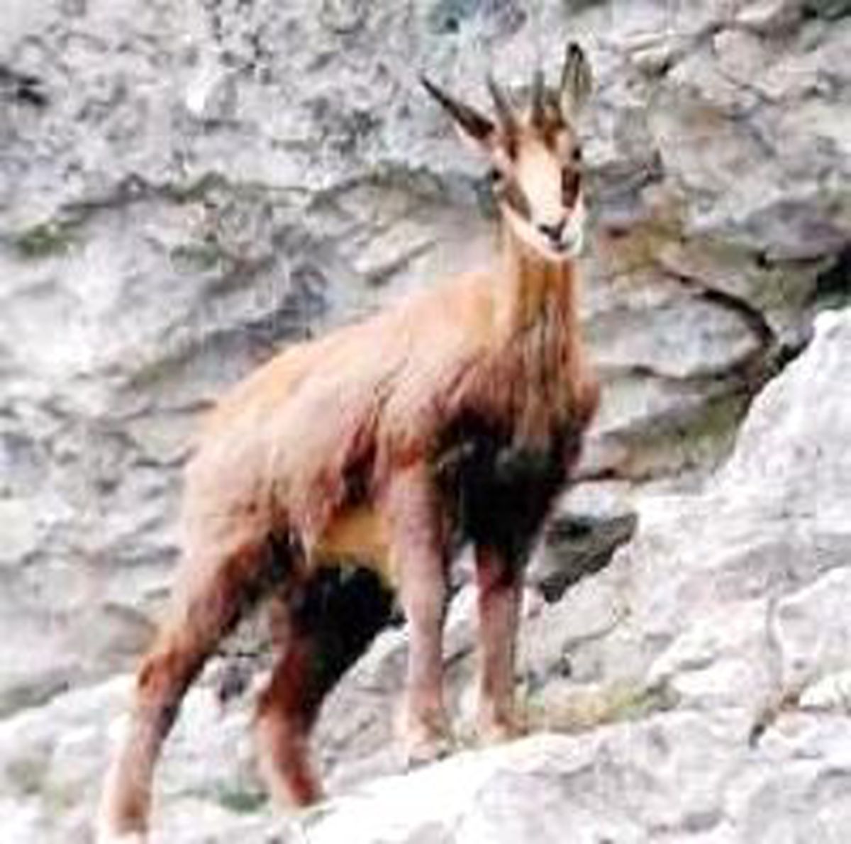 Kaçkar Dağları'nın Keçileri Sayılıyor