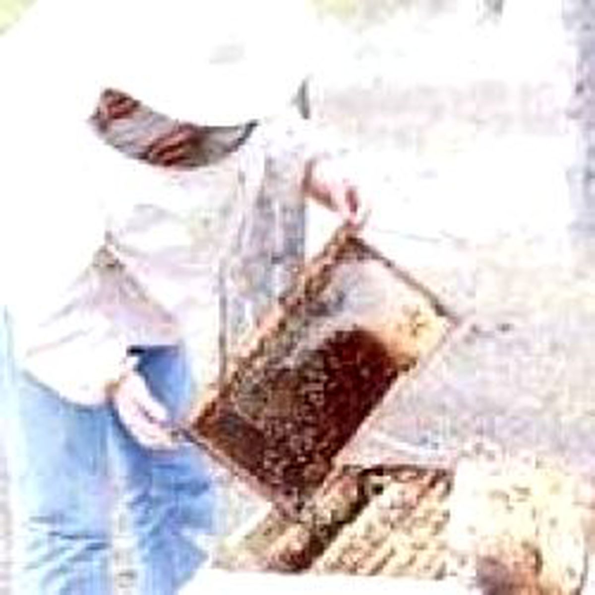 Arı Sütü Mucizesi