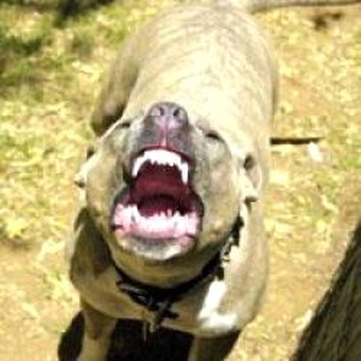 Savaş Gazisi Pitbul Kurbanı
