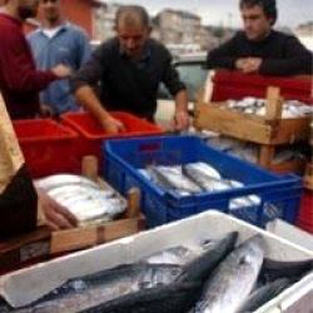 Bu Yıl Hamsi de Bol Palamut da