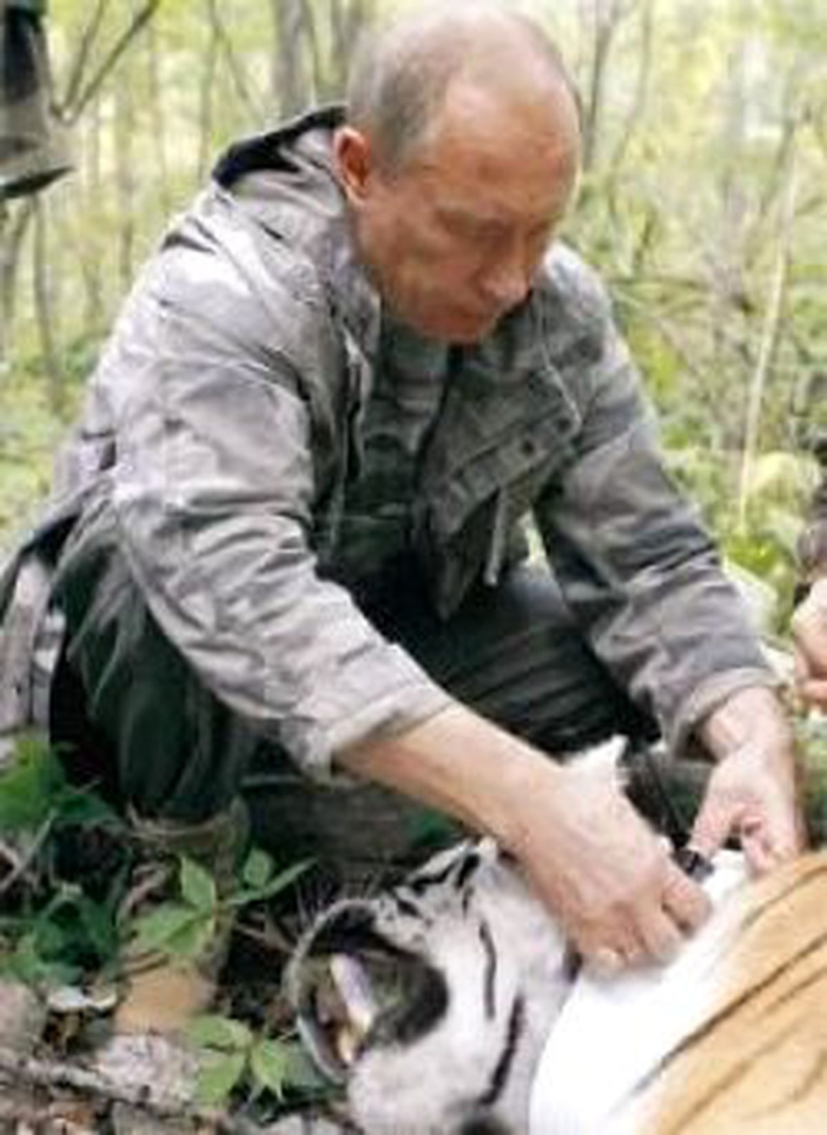 Kaplan İpini Kopardı Putin İğneyle Vurdu