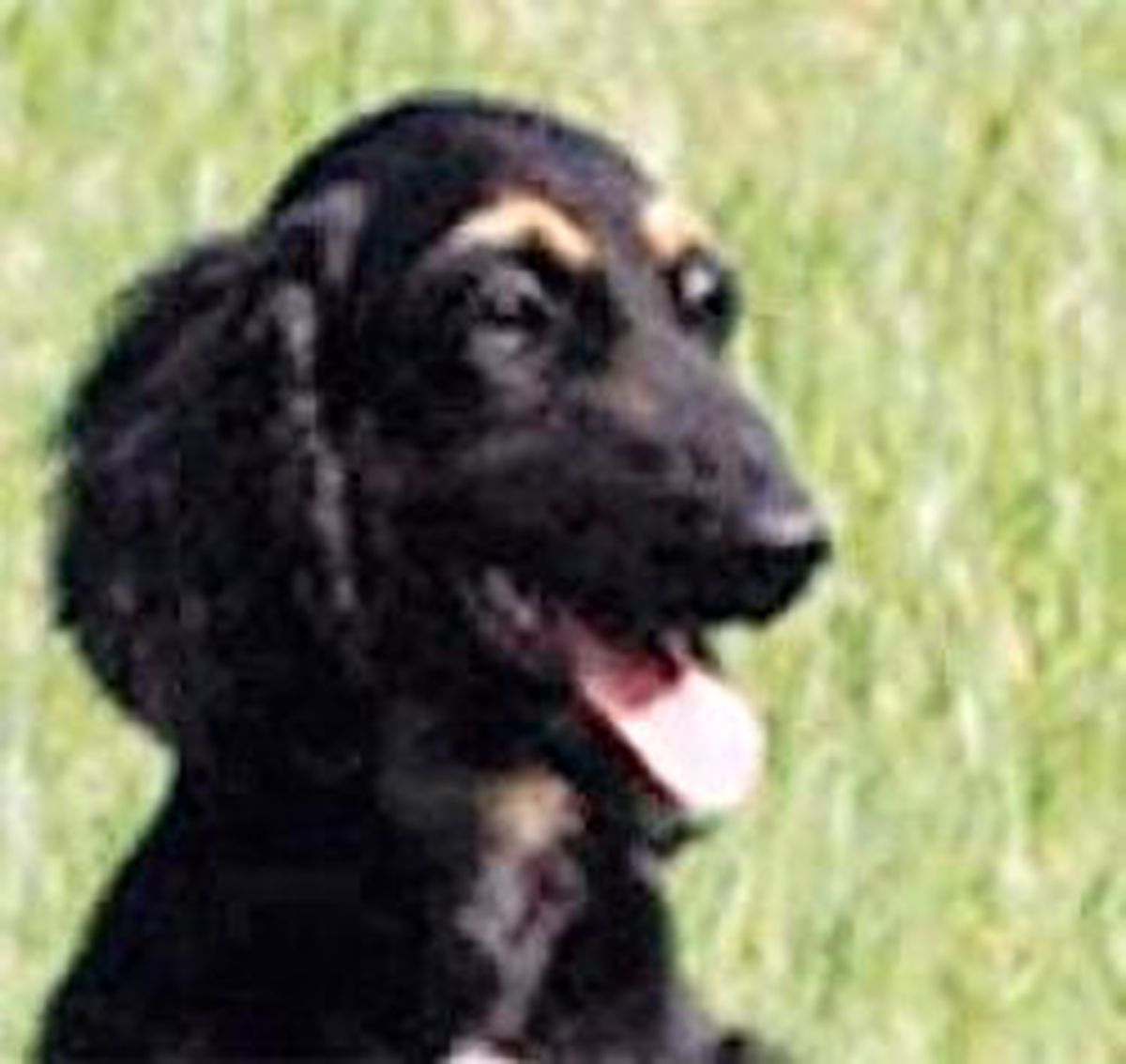 İlk Klon Köpek Snuppy Baba Oldu