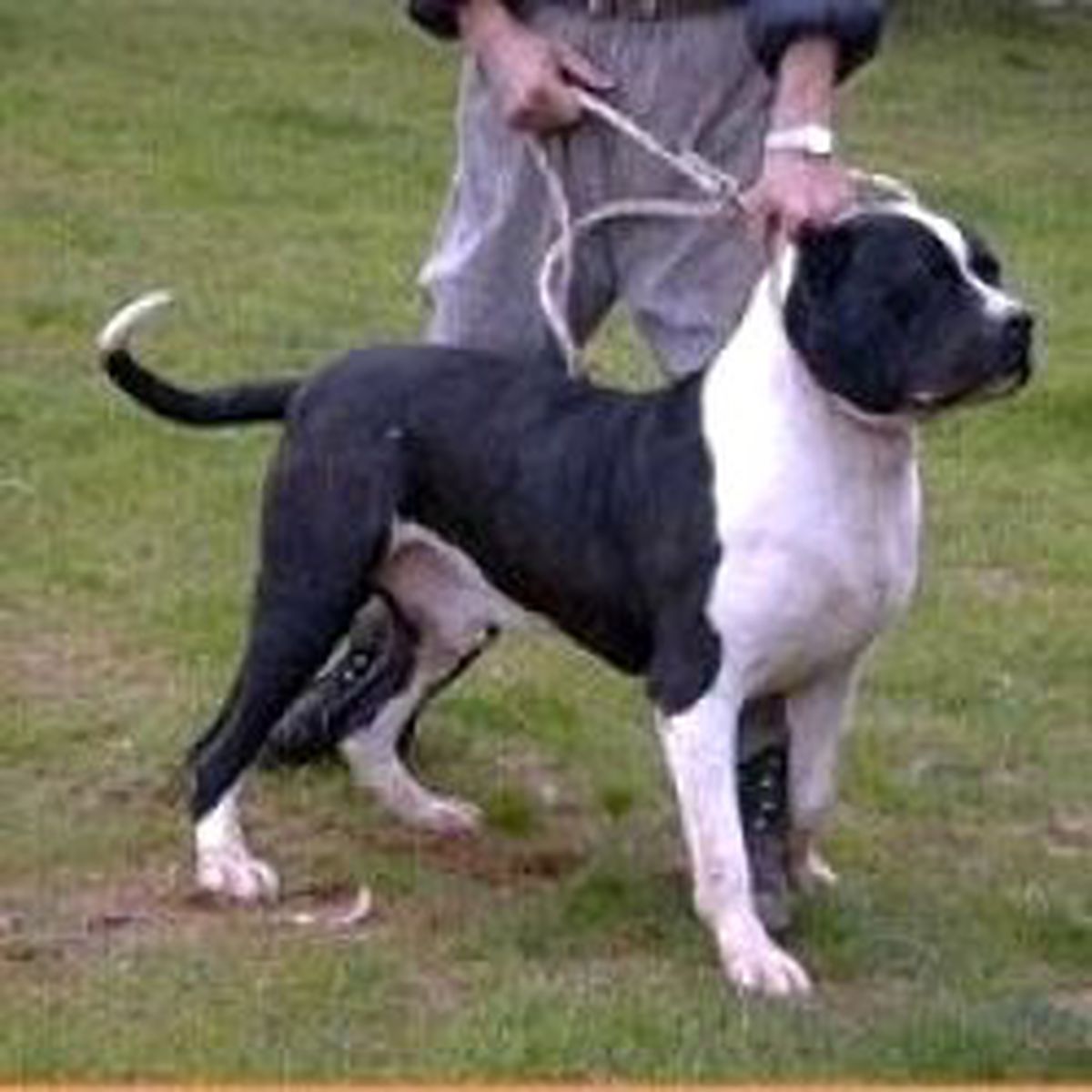 Köpek Pisliğine Dna Analizi