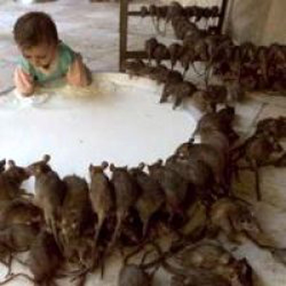 Sıçan Yiyerek Yaşayan Çocuklar