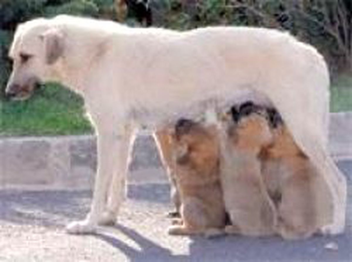Mama Zamanı