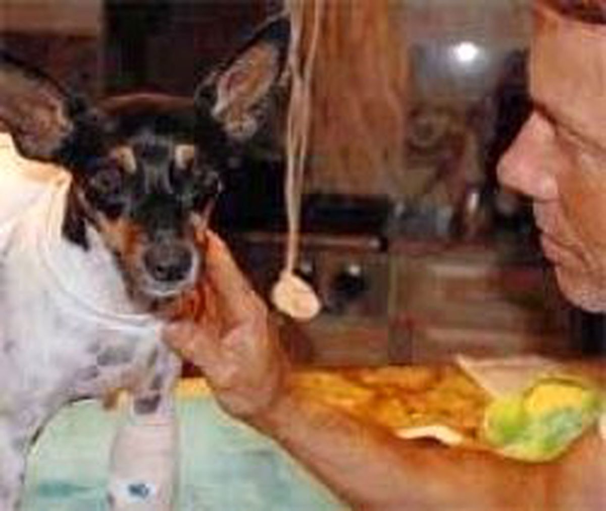 Köpeğini Köpekbalığının Ağzından Kurtardı