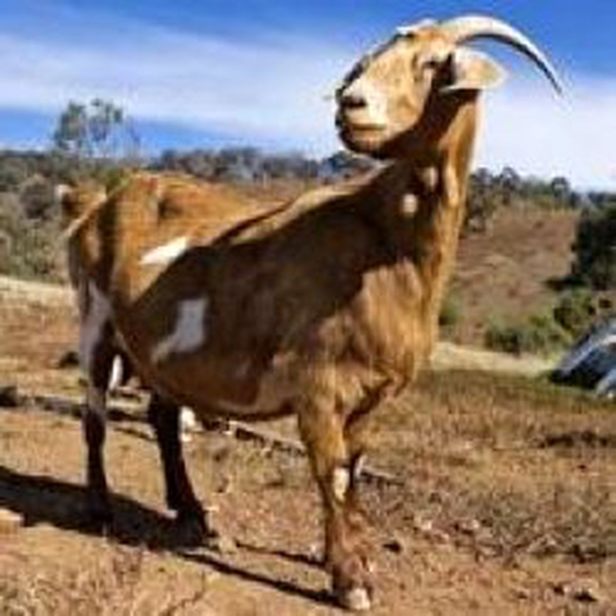 Kenya'da Keçilere Prezervatif Taktılar