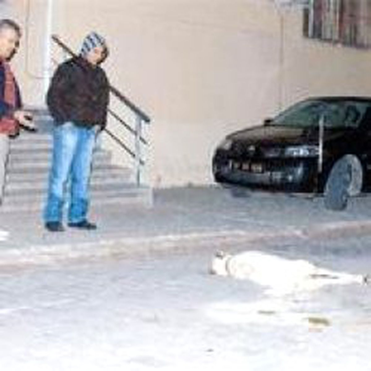 Köpek Katliamı İsyan Ettirdi