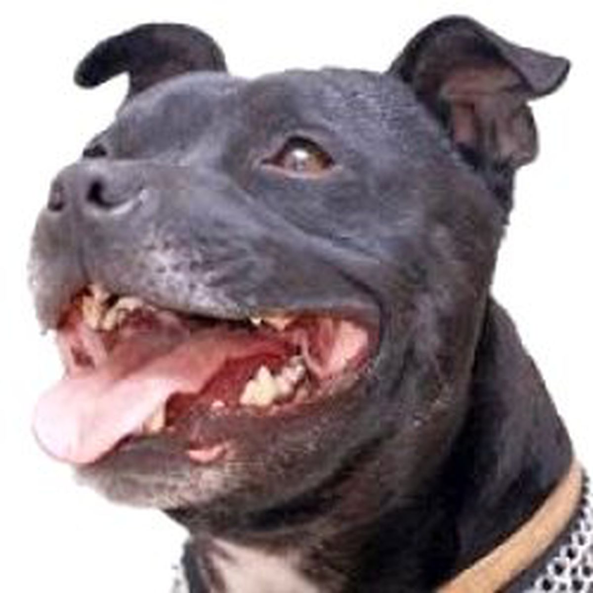 Pitbull Besleyen Travestilere 3 Bin YTL Ceza