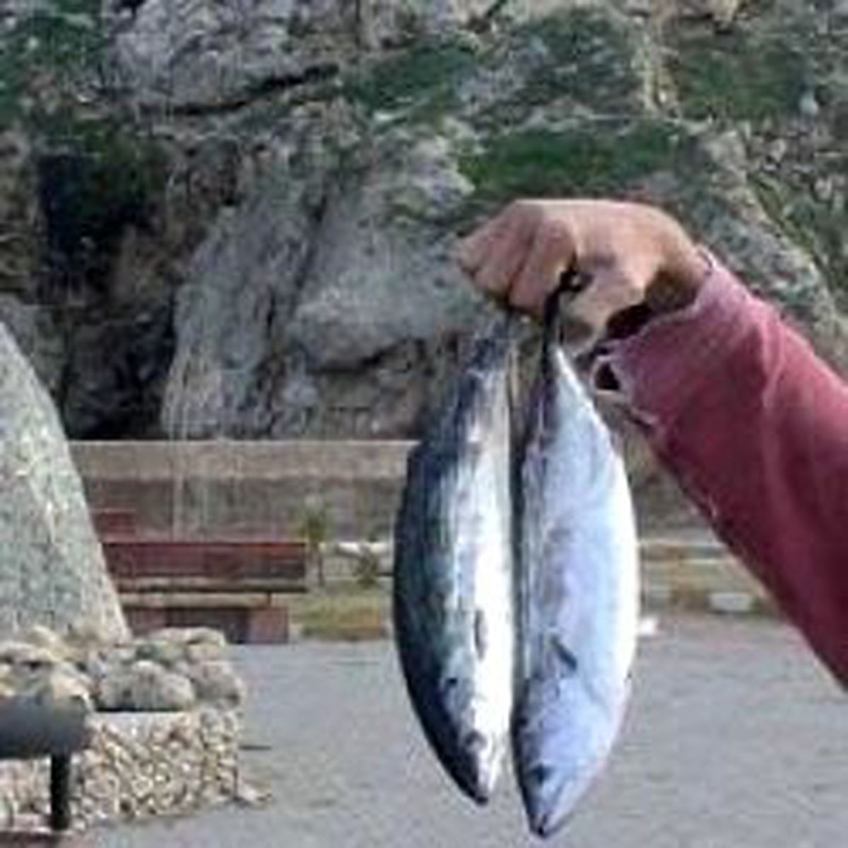 Marmara'da Balık Bolluğu Yaşanıyor