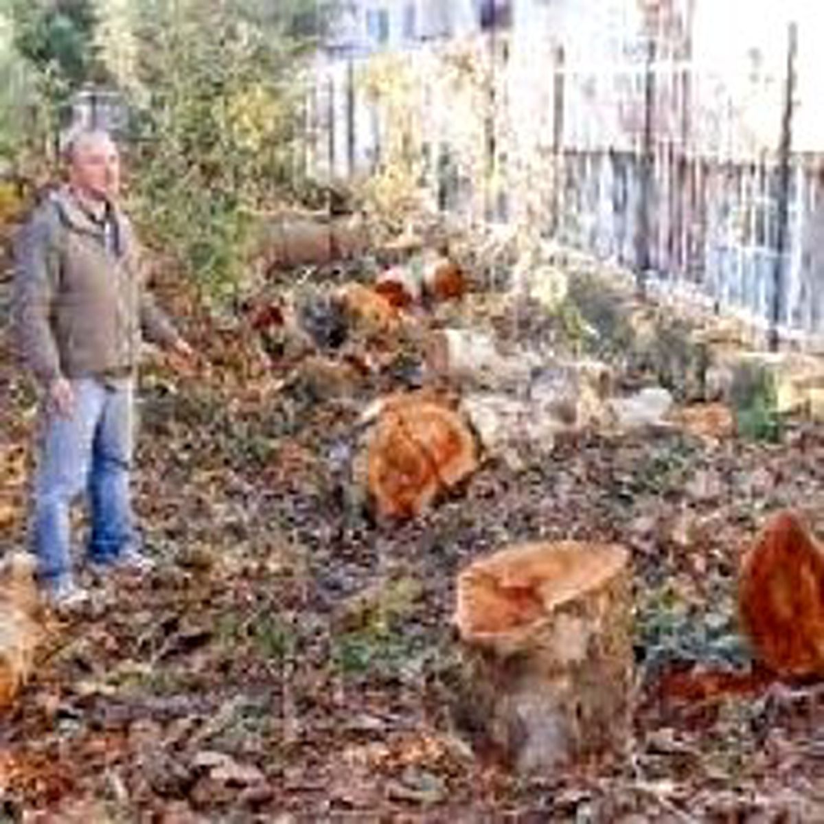Okuldaki Çınarlara 'Kamera' Kıyımı