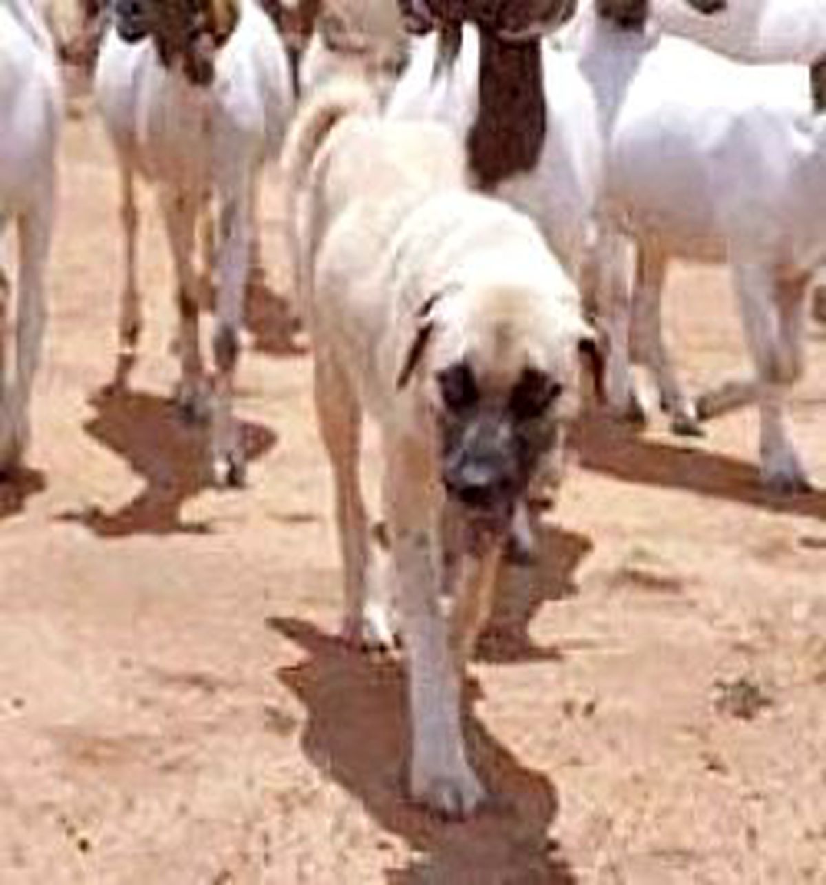 Namibyalılar Kangal Aldı, Çitalar Kurtuldu