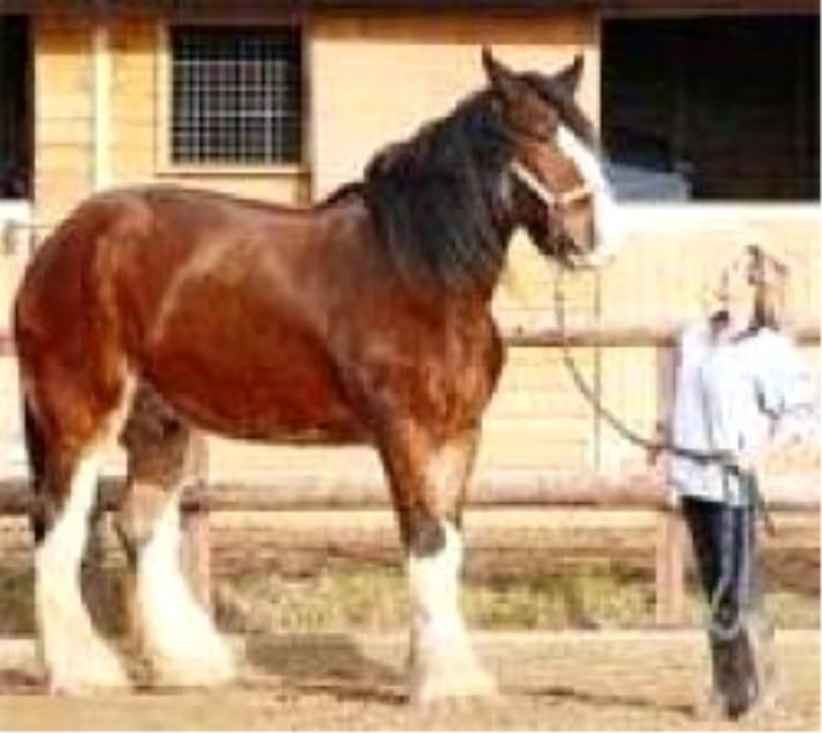 En Büyük ve En Küçük At