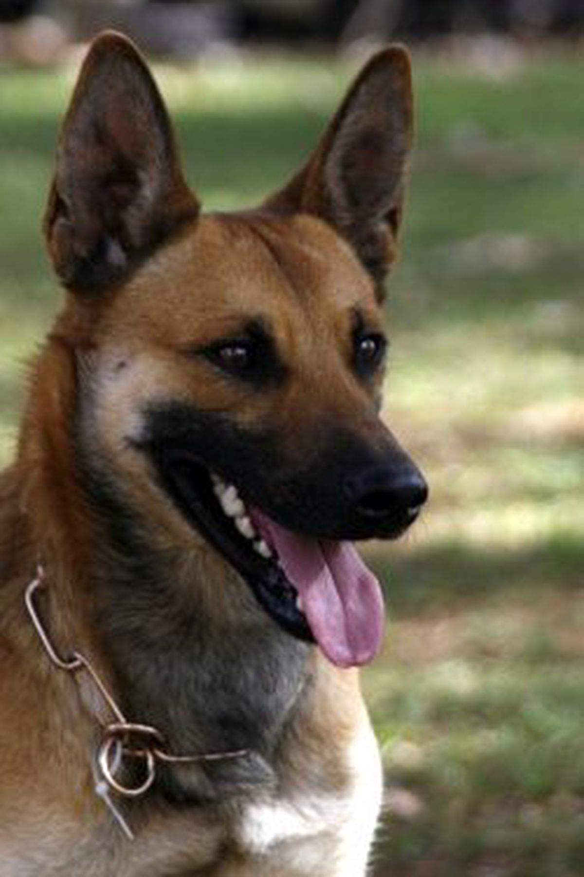 Minik Kız Köpekler Tarafından Parçalandı