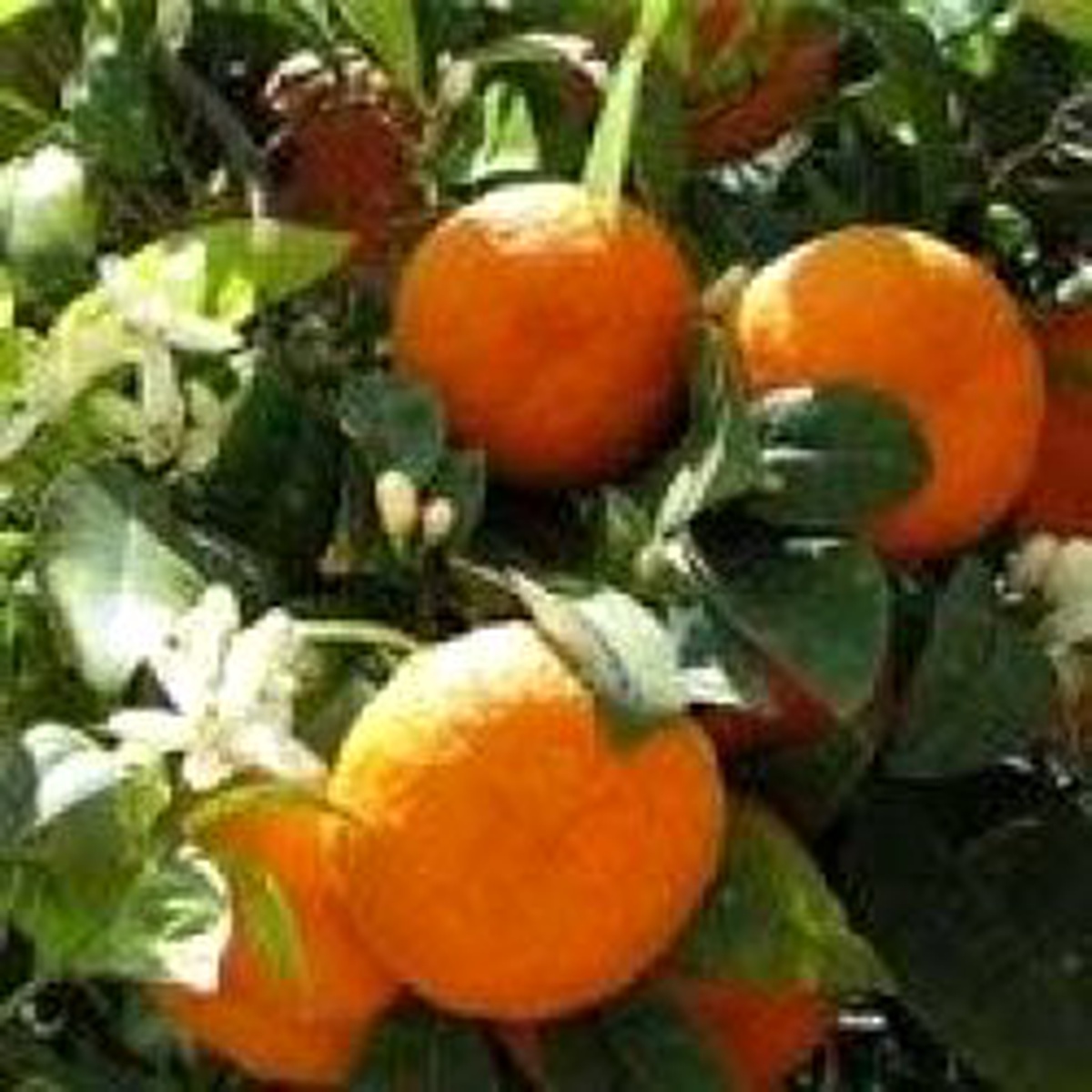 Portakal ve Mandalina 25 Kuruşa Düştü