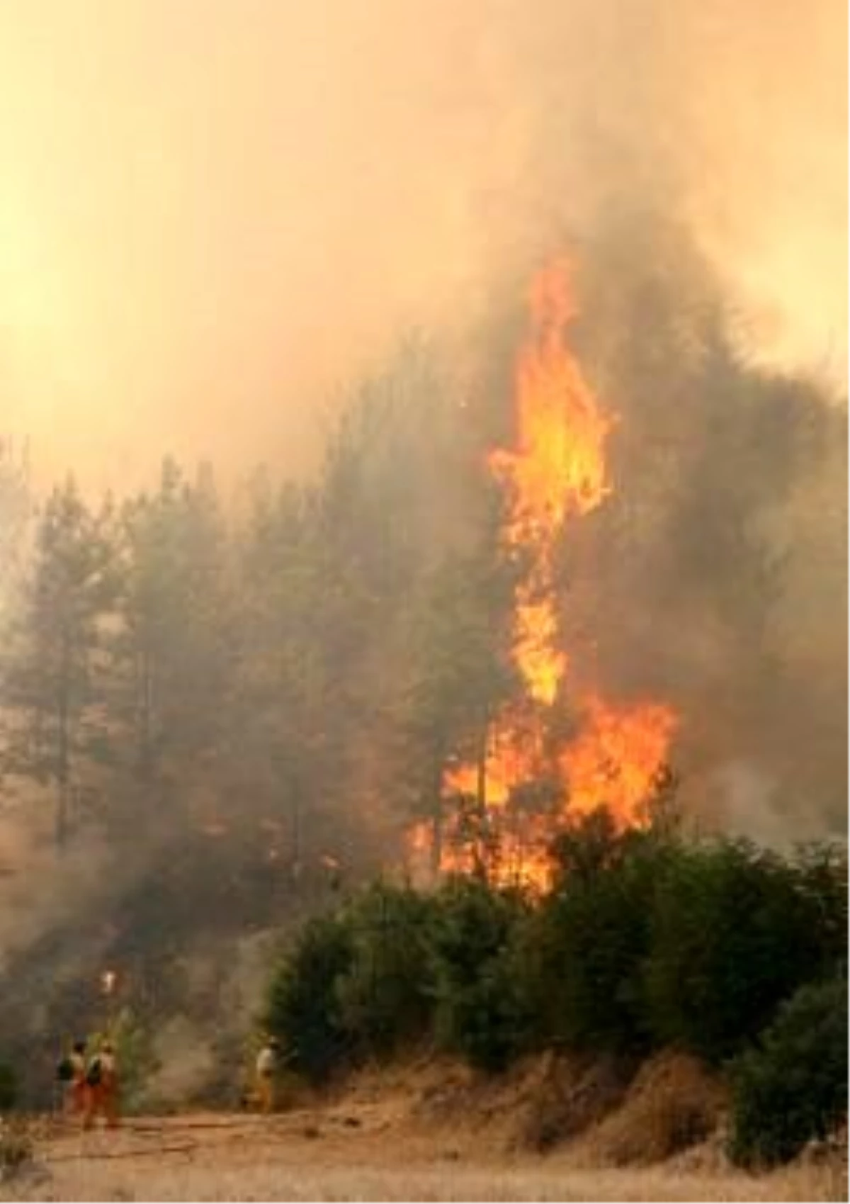 Avustralya\'da Orman Yangınları: 76 Ölü