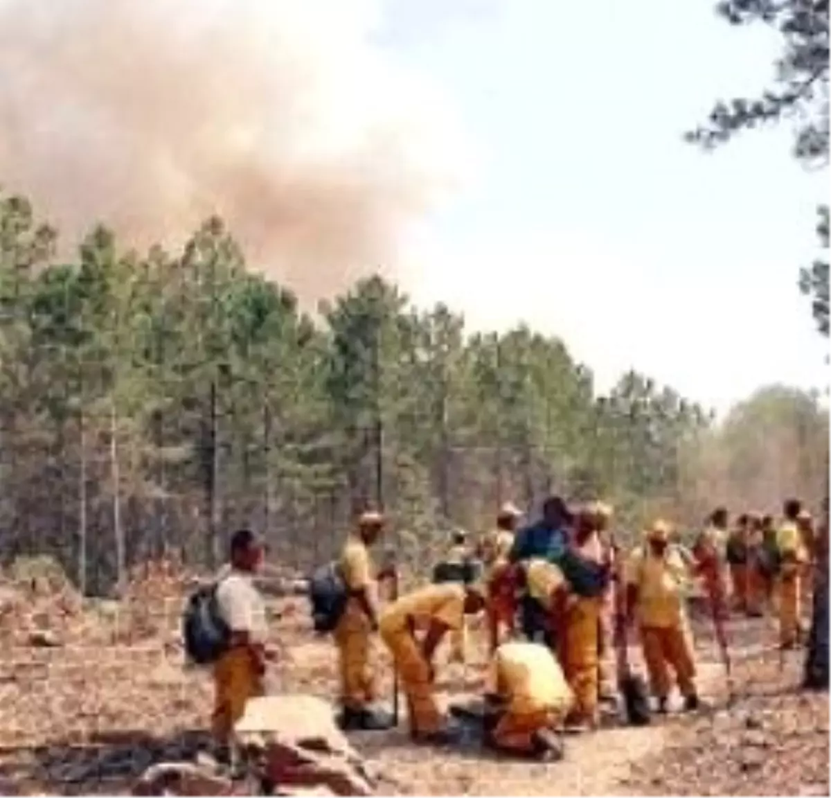 25 Bin Orman İşçisinin Sözleşmesi Yarın