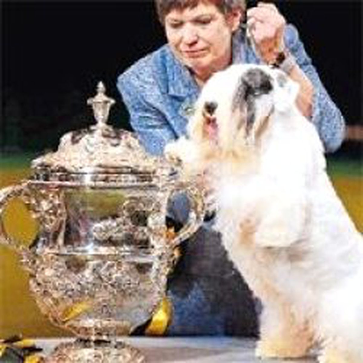 Şampiyon Terrier