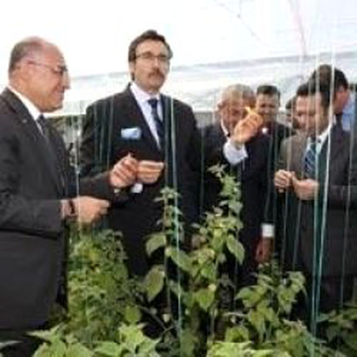 Yer Kirazı Görücüye Çıktı