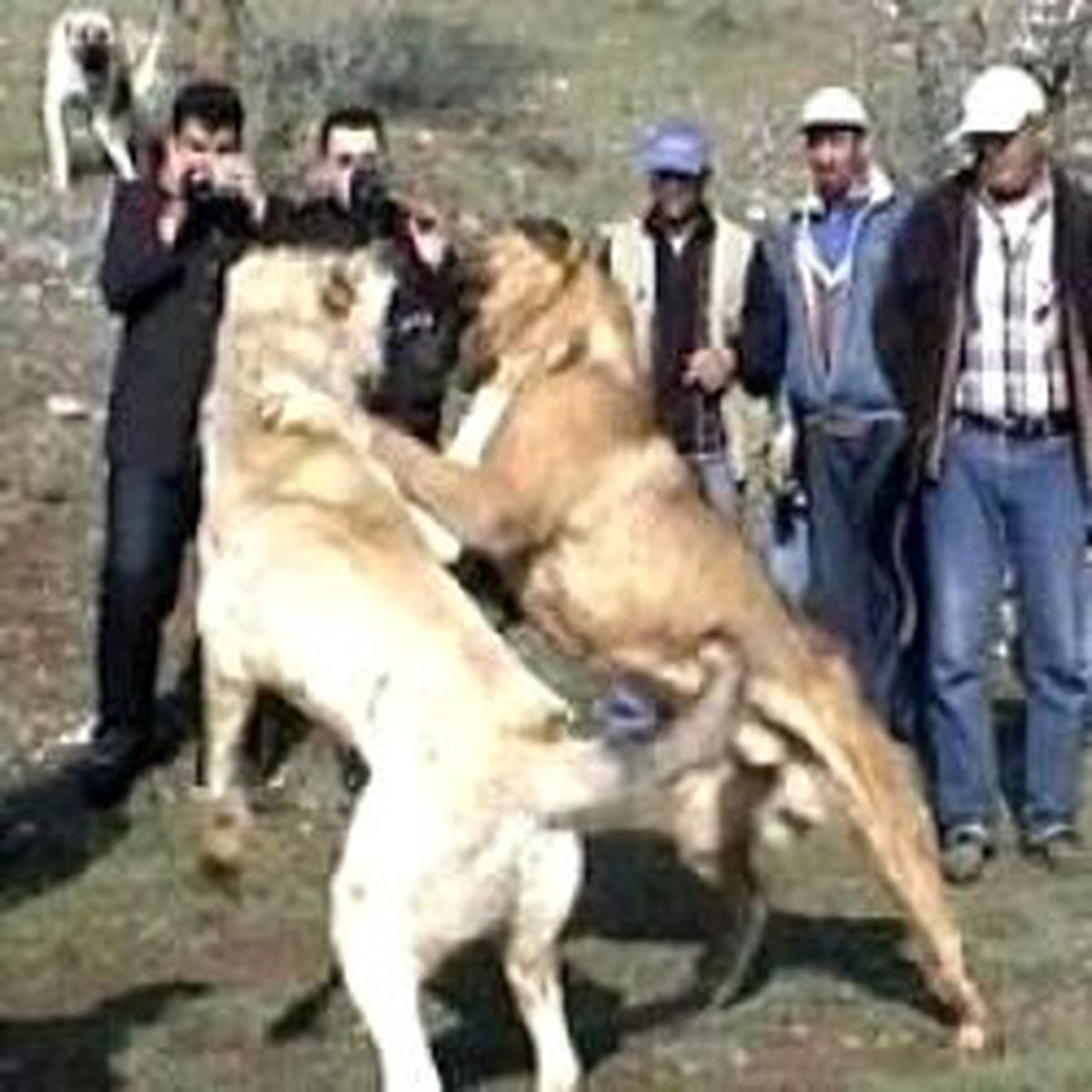 Denizli'de Vahşet Arenası