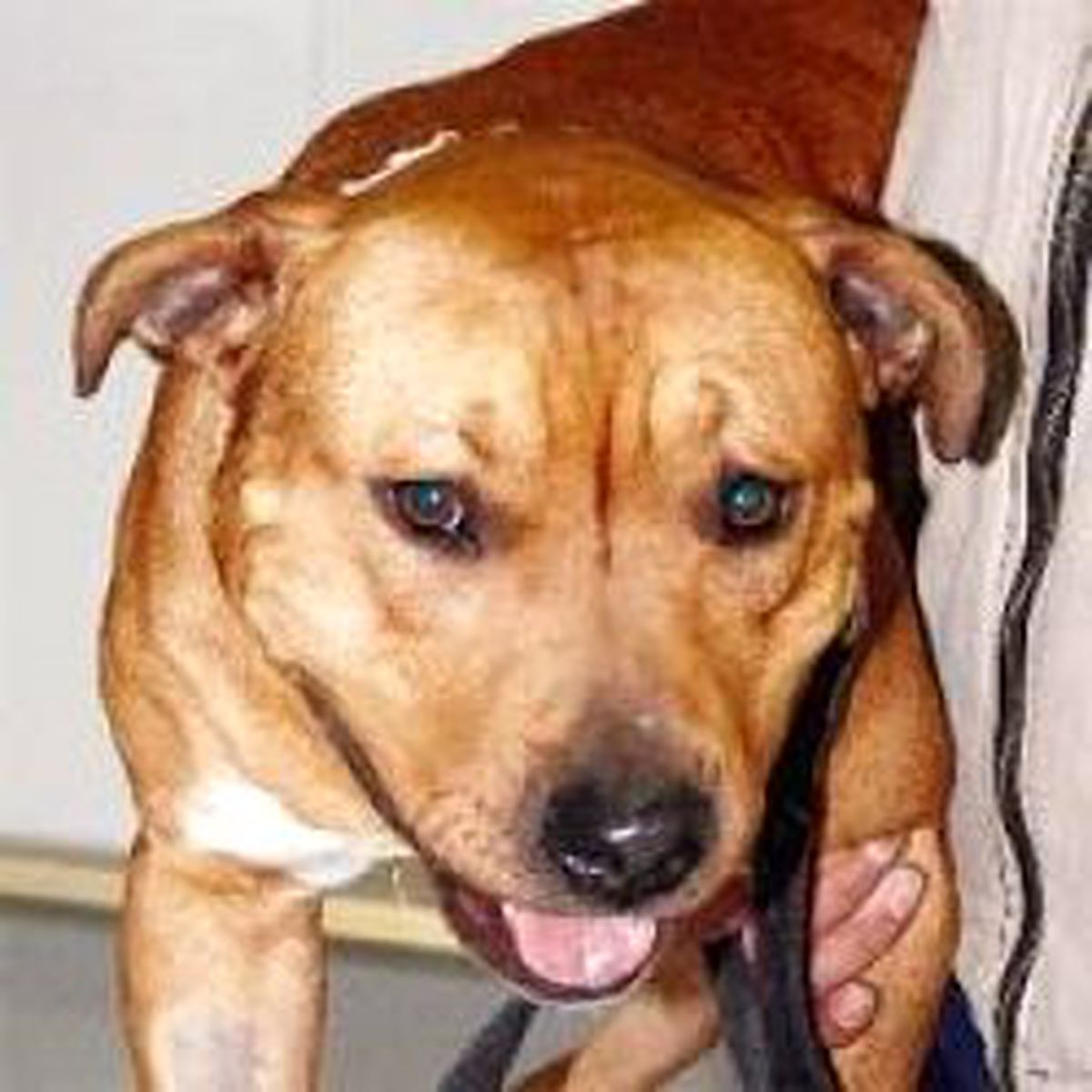 Keje Köpek Çift Cinsiyetli