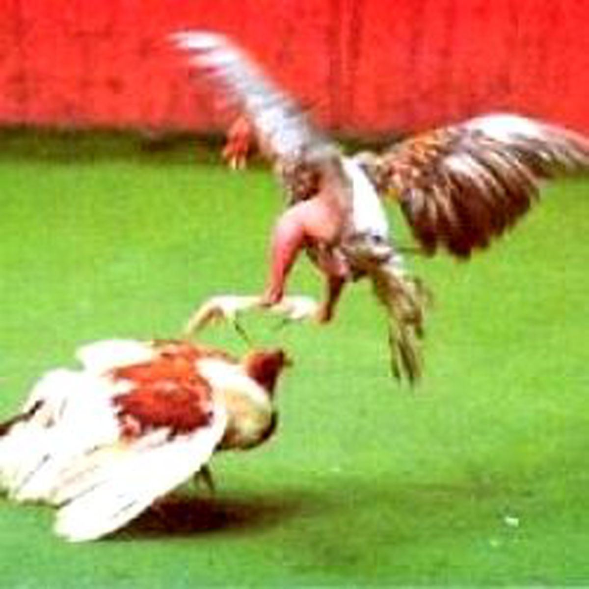 Horozlar Gözaltına Alındı