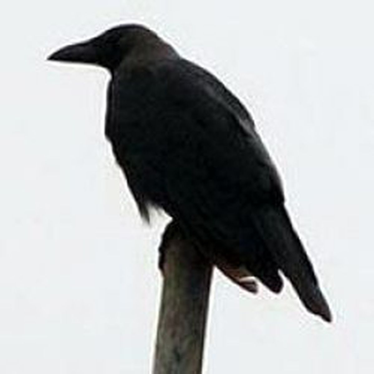 Bilim Adamlarını Şaşırttı